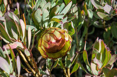 Protea effusa