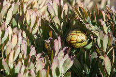 Protea effusa
