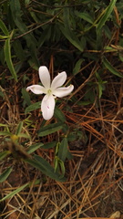 Barleria pretoriensis