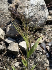 Panicum philadelphicum