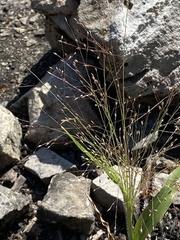 Panicum philadelphicum