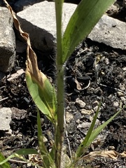 Panicum philadelphicum