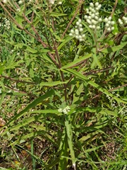 Eupatorium resinosum
