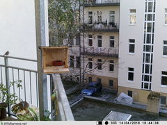 Phoenicurus ochruros