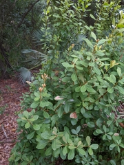 Lyonia fruticosa