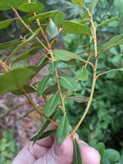 Lyonia fruticosa