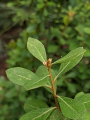 Lyonia fruticosa