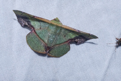 Fascellina plagiata
