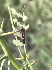 Agrilus addendus