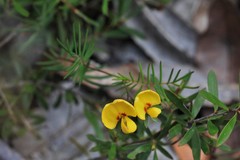 Gompholobium pinnatum