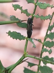Agrilus addendus