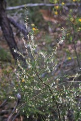 Styphelia biflora