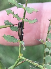 Agrilus addendus