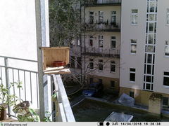 Phoenicurus ochruros