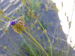 Pseudoselago similis