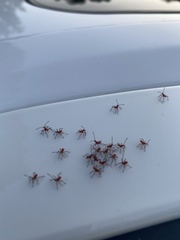 Leptoglossus clypealis