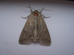Acronicta americana