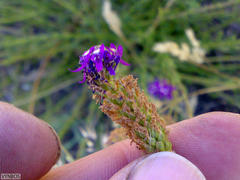 Pseudoselago similis