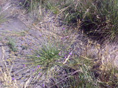 Pseudoselago similis