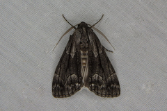 Stibaroma aphronesa