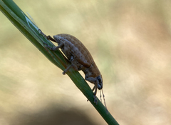 Achradidius ochraceus