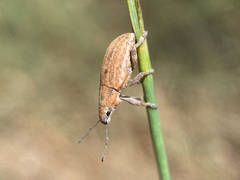 Achradidius ochraceus