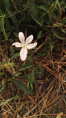 Barleria pretoriensis