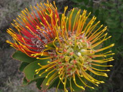 Leucospermum praecox