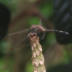 Dythemis sterilis