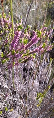 Erica curtophylla