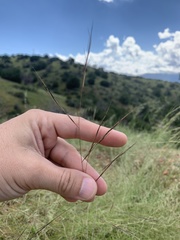 Aristida ternipes