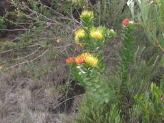 Leucospermum praecox