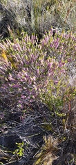 Erica curtophylla