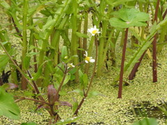 Jaegeria bellidiflora