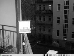 Phoenicurus ochruros