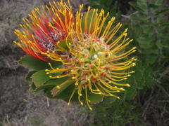 Leucospermum praecox