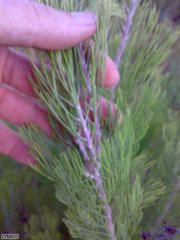 Paranomus tomentosus