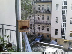 Phoenicurus ochruros