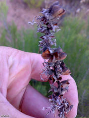 Paranomus tomentosus