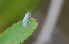 Semidalis