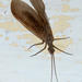 Banded Fishflies - Photo (c) magriet b, some rights reserved (CC BY-SA), uploaded by magriet b
