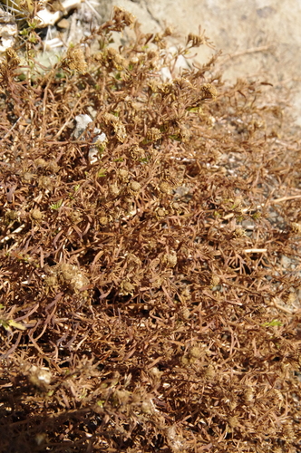 Image of Deinandra clementina by (c) Eric Knight, some rights reserved (CC BY)