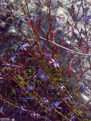 Prismatocarpus diffusus