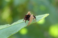 Oxyopes flavipalpis
