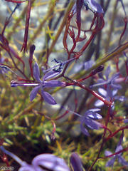 Prismatocarpus diffusus