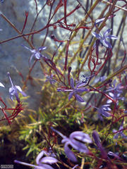 Prismatocarpus diffusus