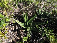 Gasteria acinacifolia