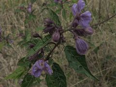 Solanum silvestre