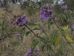 Solanum silvestre