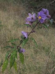 Solanum silvestre